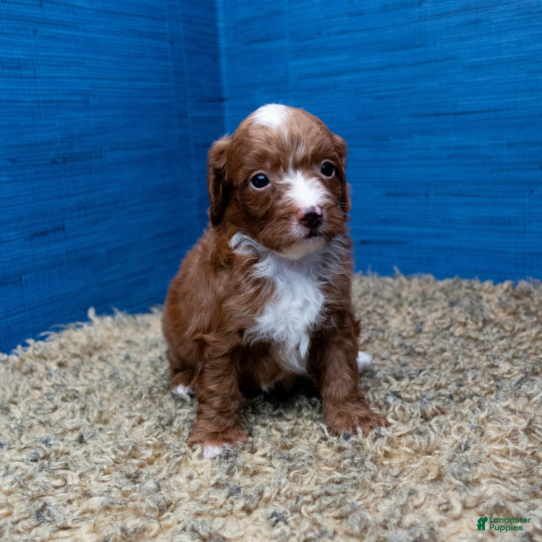 Cavapoo dogs for sale: Sean - Image 2