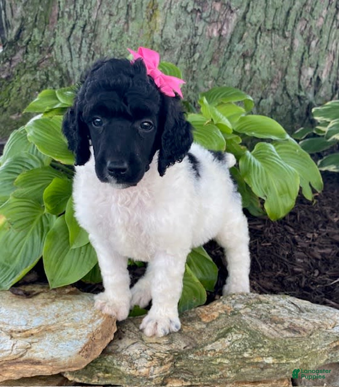 Standard Poodle dogs for sale: Roxy - Image 6