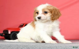 Cavapoo dogs for sale: Joey - Image 8