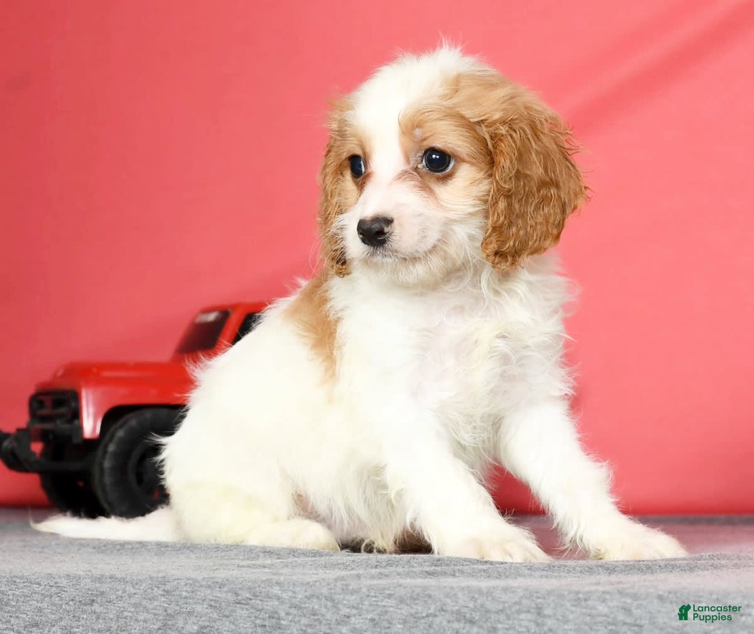 Cavapoo dogs for sale: Joey - Image 8