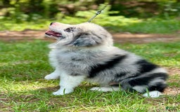 Border Collie dogs for sale: Slick - Image 2