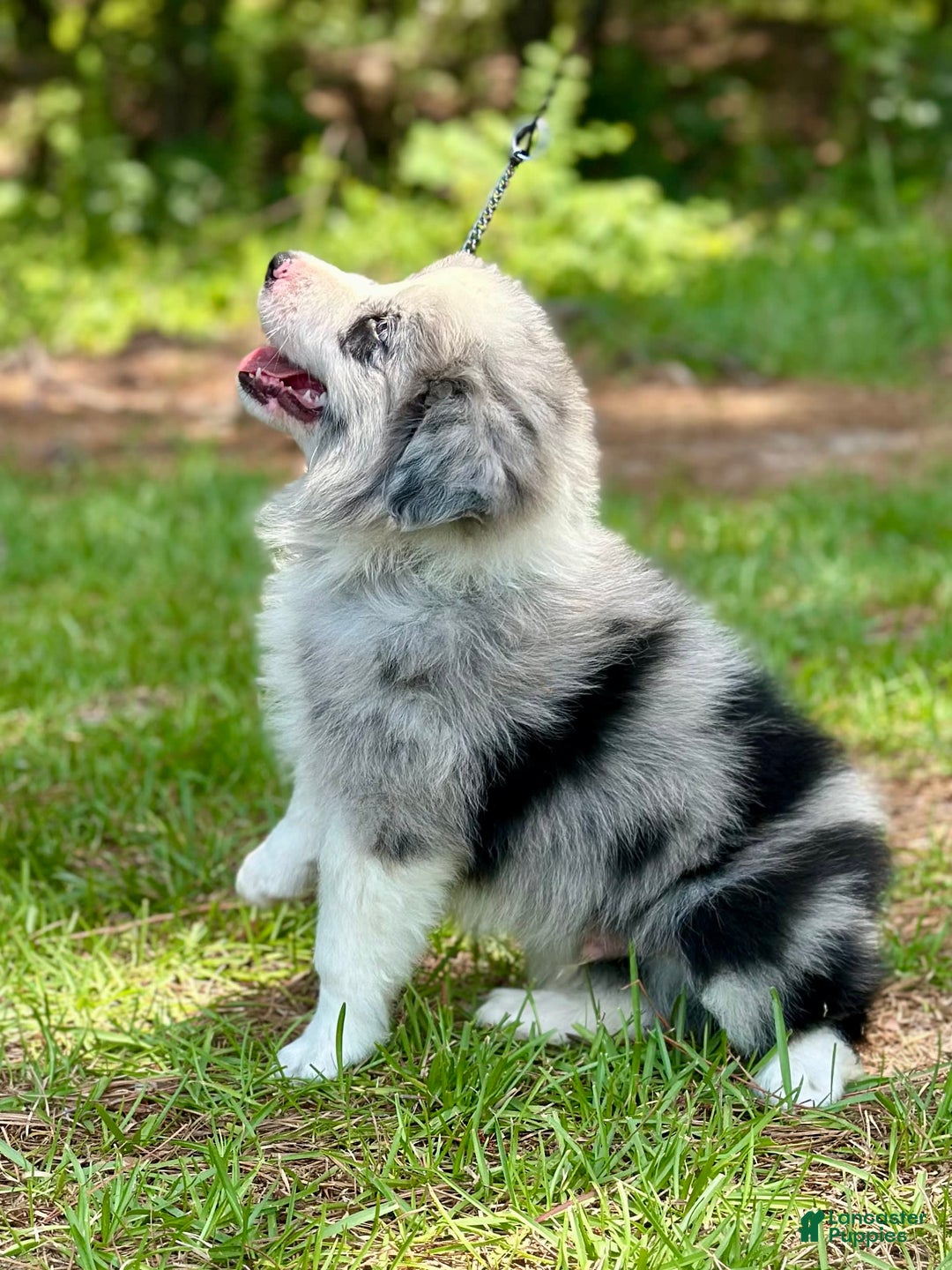 Border Collie dogs for sale: Slick - Image 2