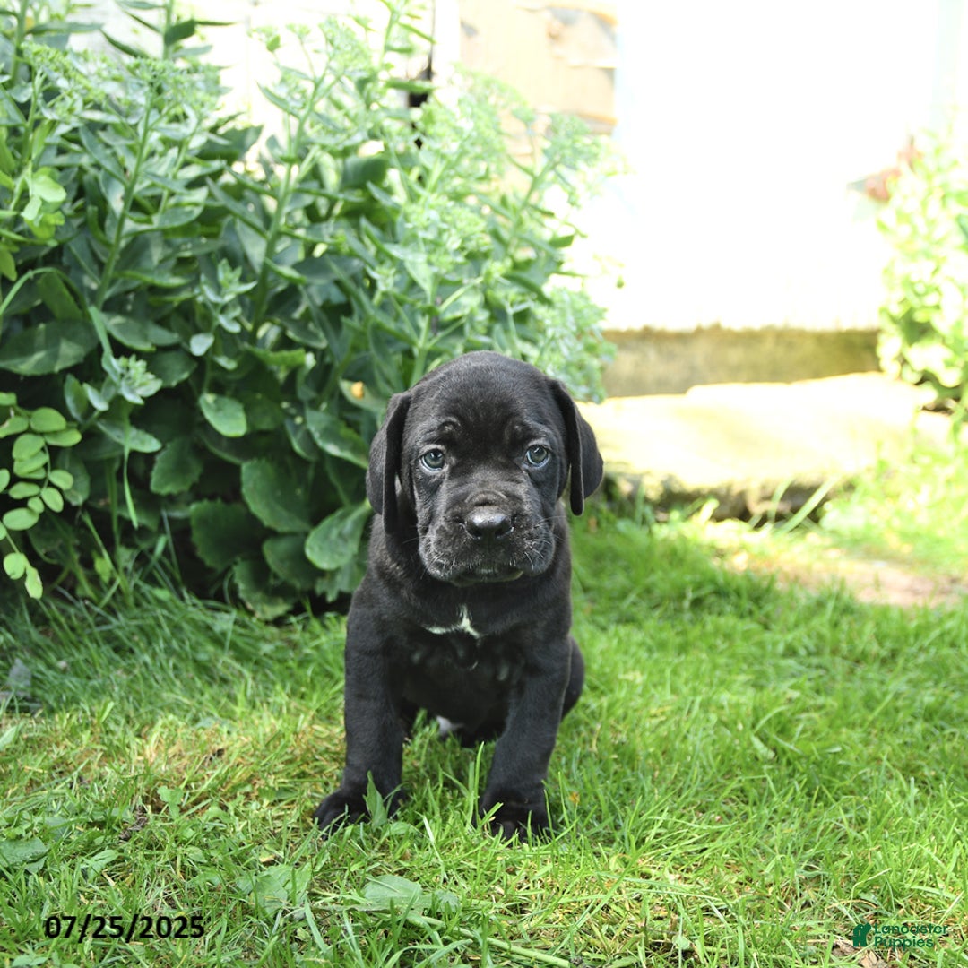 Cane Corso dogs for sale: Pepsi - Image 2