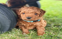 Mini Goldendoodle dogs for sale: Luna - Image 1