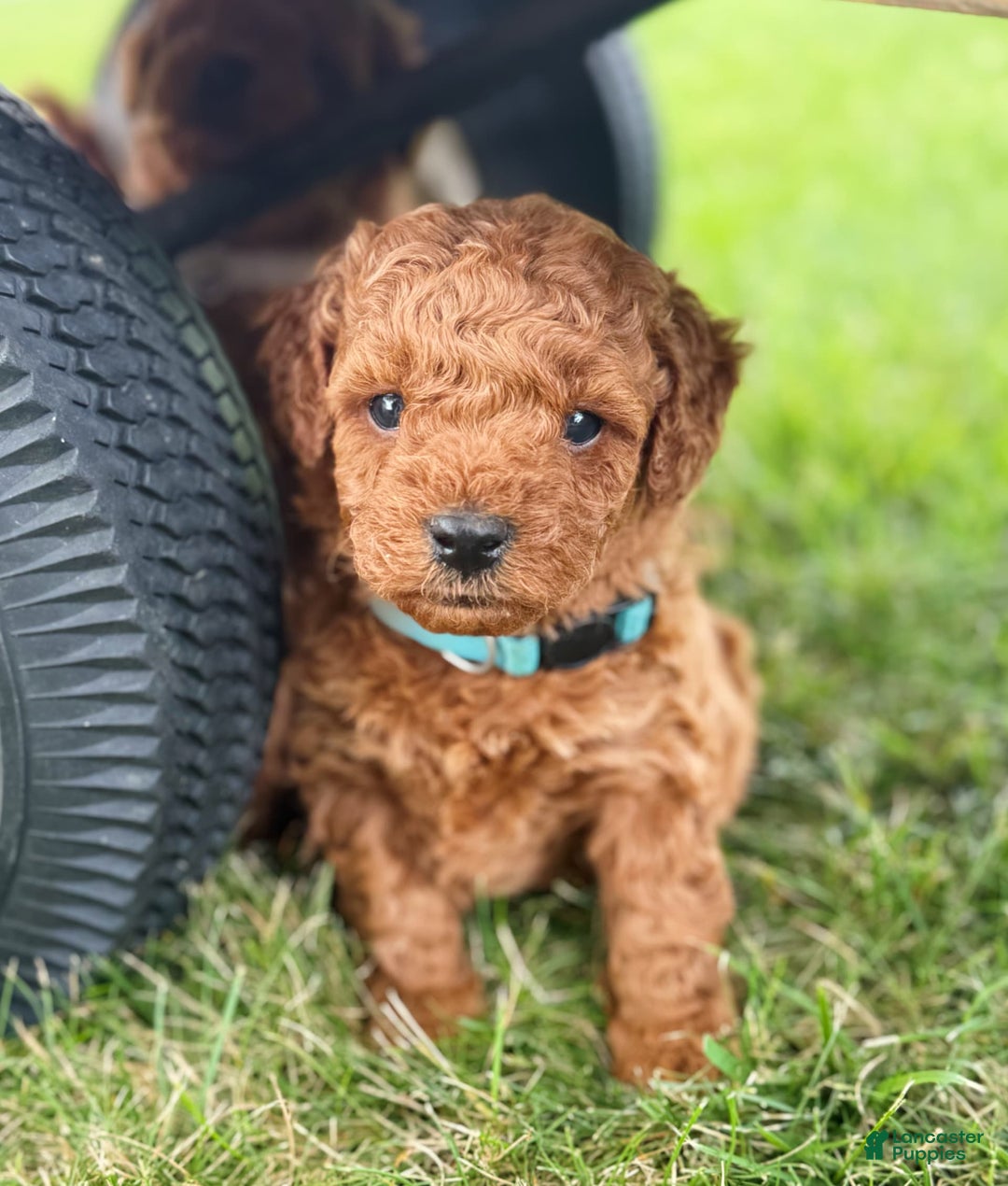 Mini Goldendoodle dogs for sale: Luna - Image 1