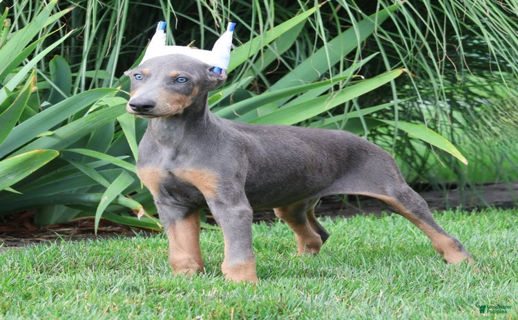 Doberman Pinscher dogs for sale - Ad 3