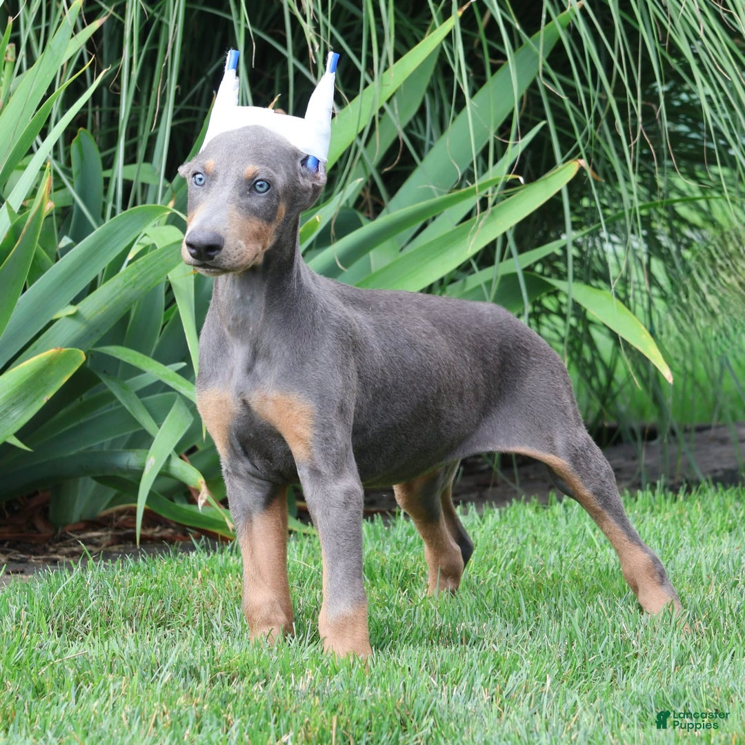 Doberman Pinscher dogs for sale: Zoey - Image 1