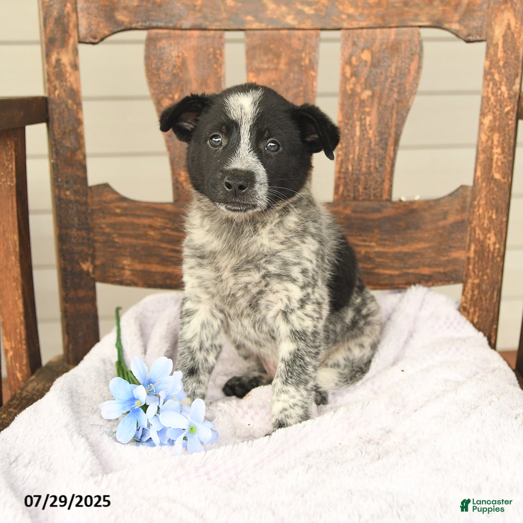 Australian Cattle Dog dogs for sale: Max - Image 2