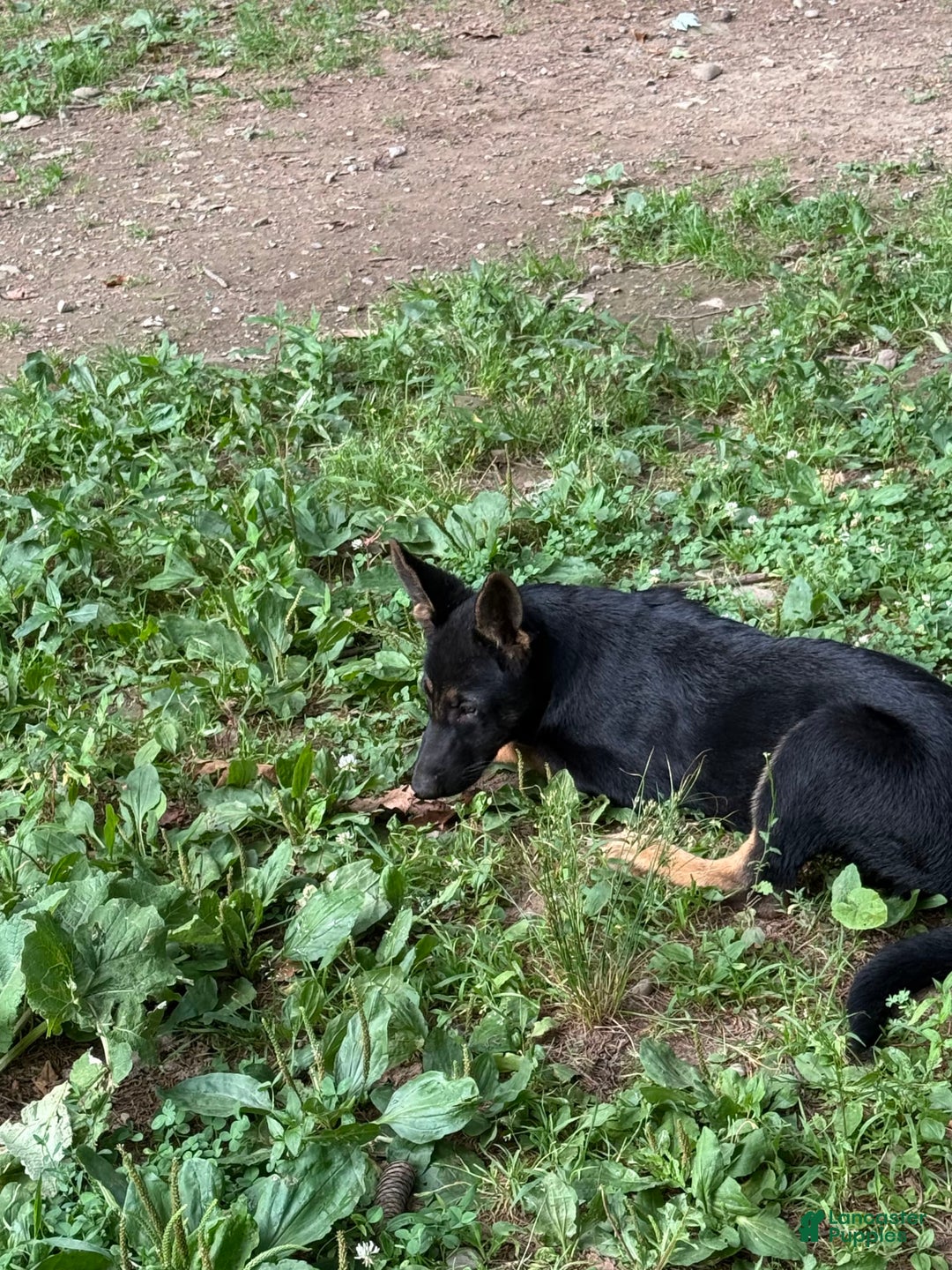 German Shepherd dogs for sale: Princess - Image 12
