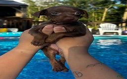 Miniature Pinscher dogs for sale: Petunia - Image 7