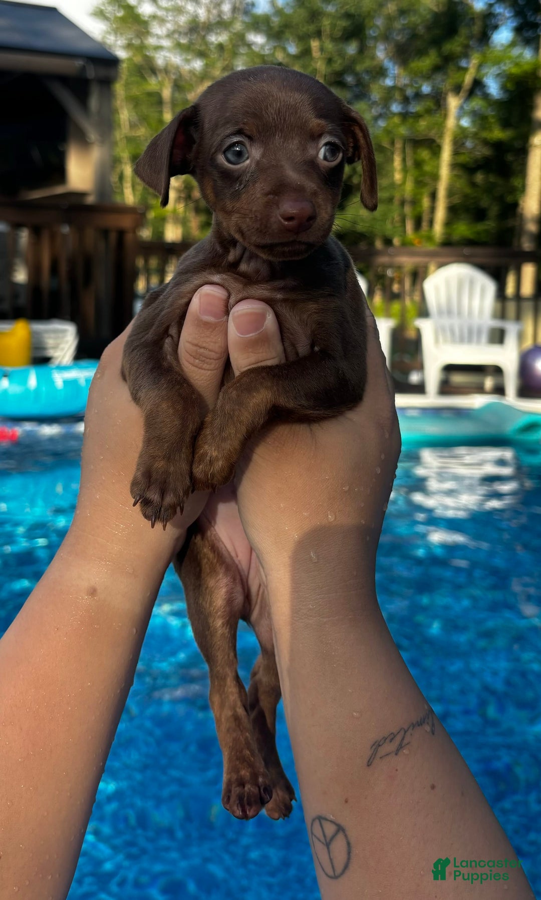 Miniature Pinscher dogs for sale: Petunia - Image 7
