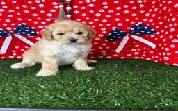 Miniature Poodle dogs for sale: Rosy - Image 3