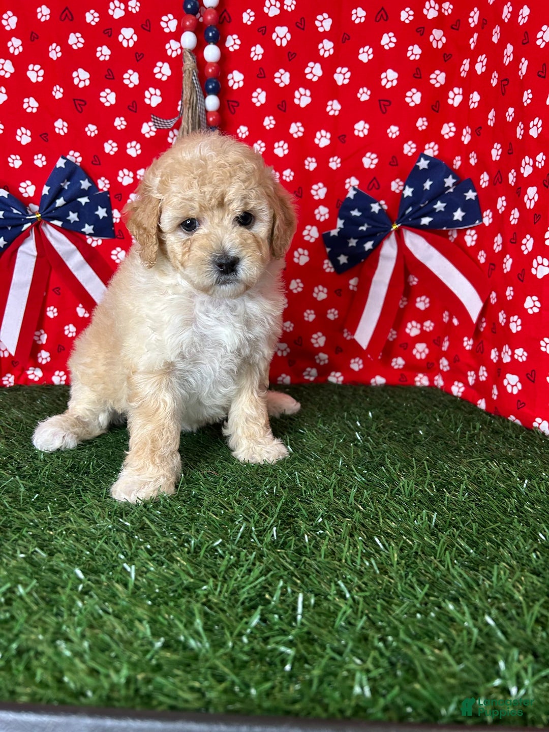 Miniature Poodle dogs for sale: Rosy - Image 3