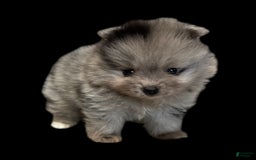 Pomeranian dogs for sale: Dotty - Image 12