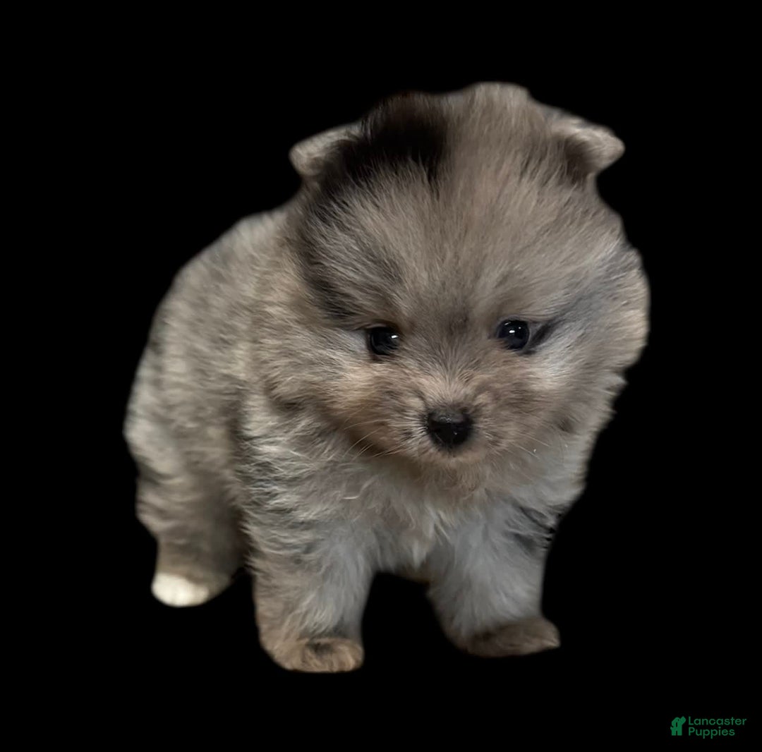 Pomeranian dogs for sale: Dotty - Image 12