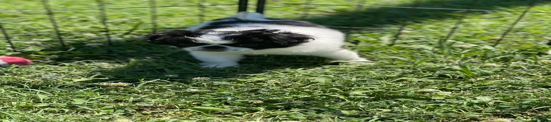 Puppy 11