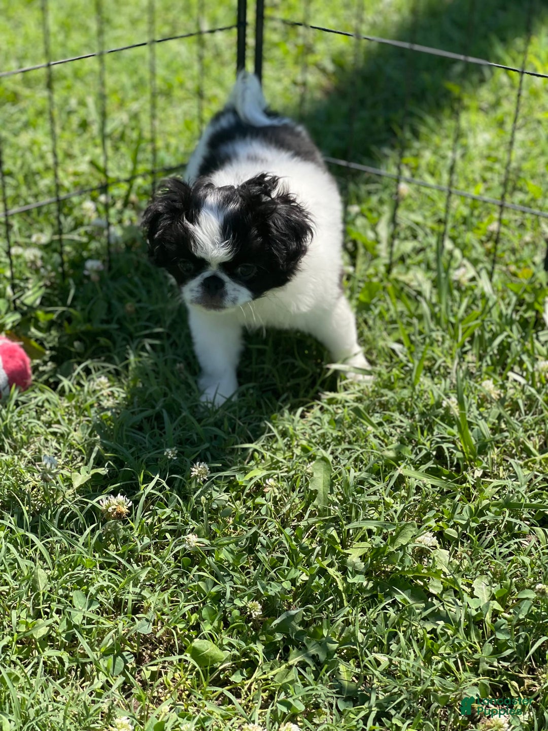 Japanese Chin dogs for sale: Puppy 11 - Image 3