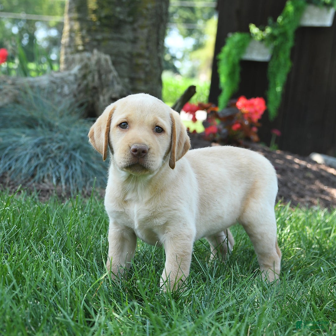 Labrador Retriever dogs for sale: Willow - Image 9