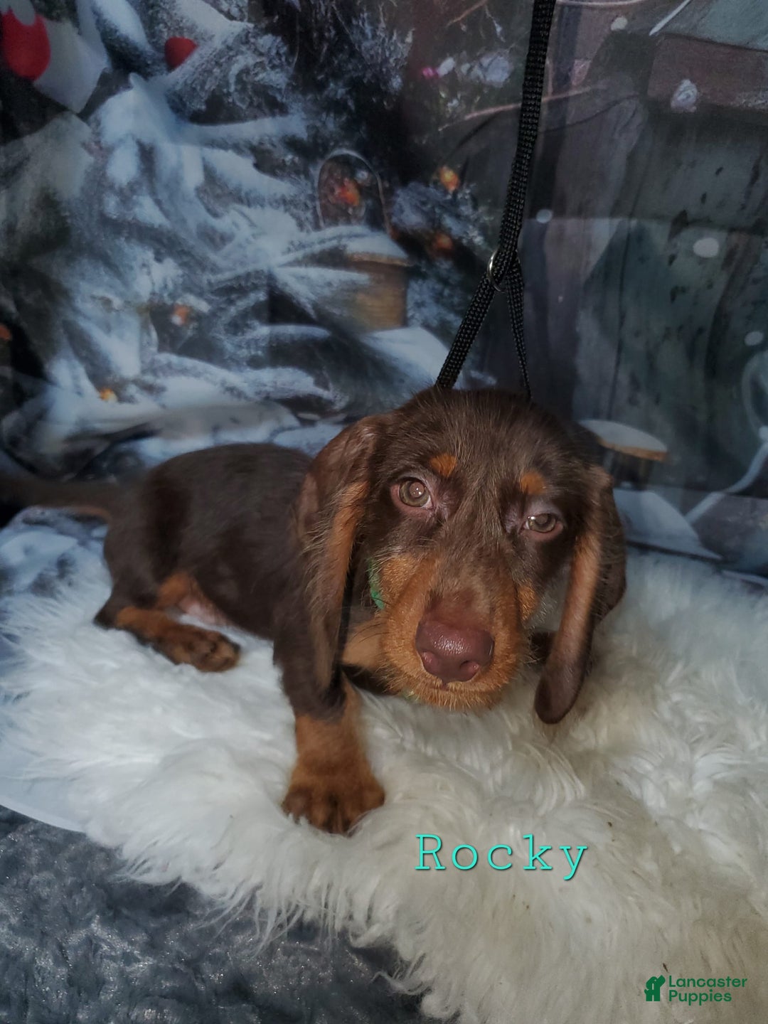 Dachshund dogs for sale: Rockin Robin - Image 3