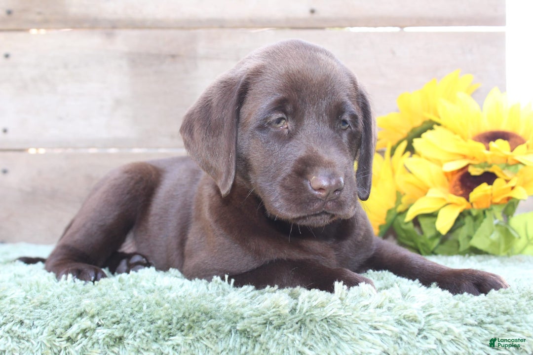Labrador Retriever dogs for sale: Bella - Image 7