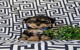 Yorkiepoo dogs for sale: Lowell Toy size - Image 3