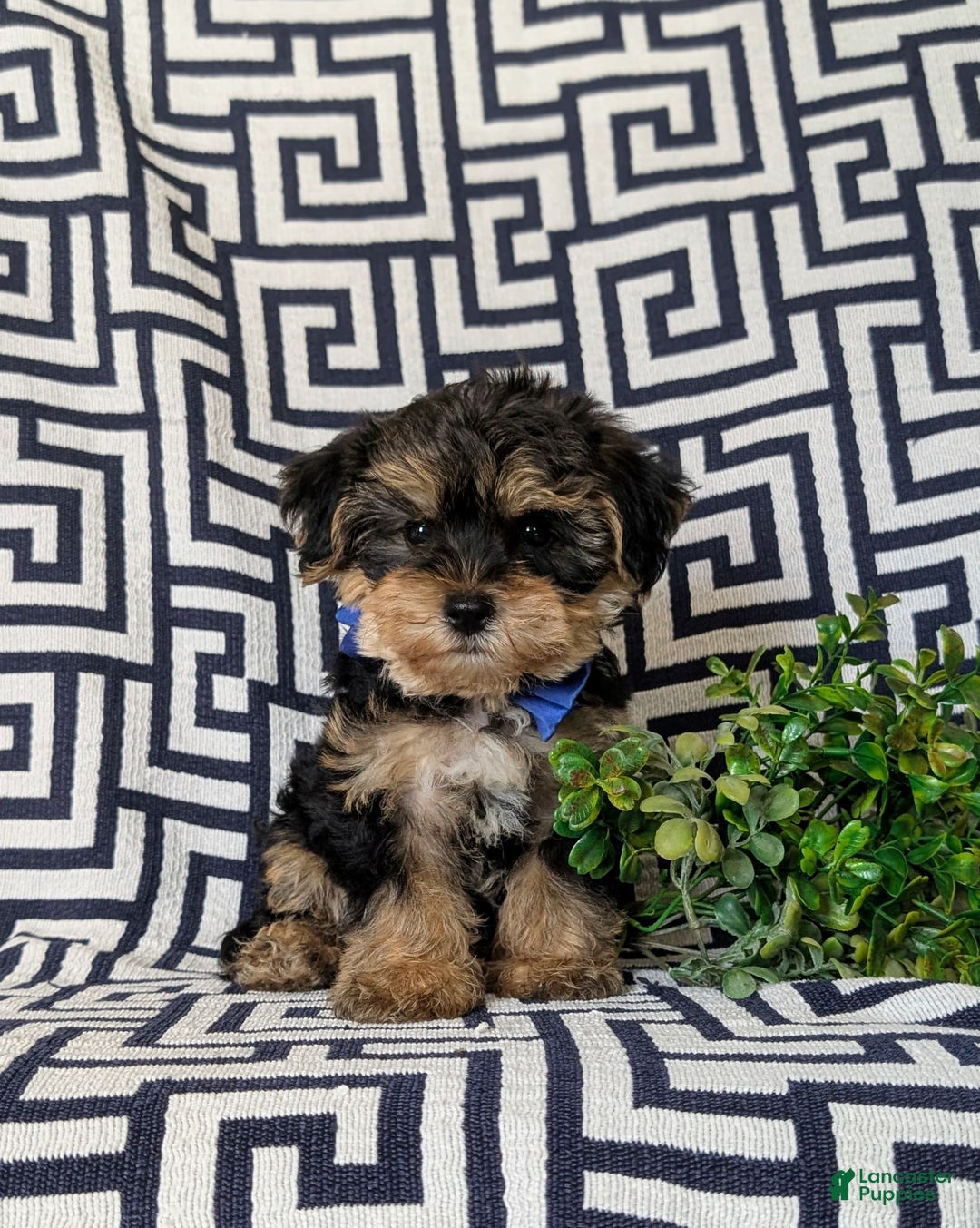 Yorkiepoo dogs for sale: Lowell Toy size - Image 3