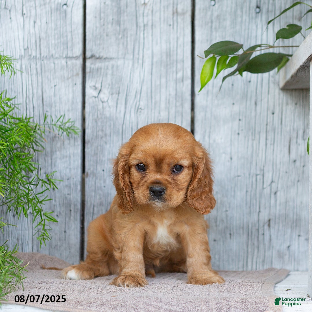 Cavalier King Charles Spaniel dogs for sale: Tyson - Image 4