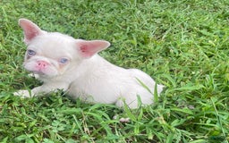 French Bulldog dogs for sale: Yang - Image 3