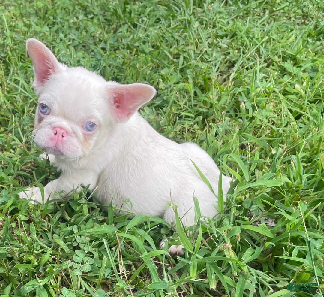 French Bulldog dogs for sale: Yang - Image 3