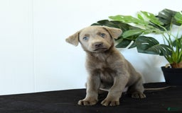 Labrador Retriever dogs for sale: Phoenix - Image 8