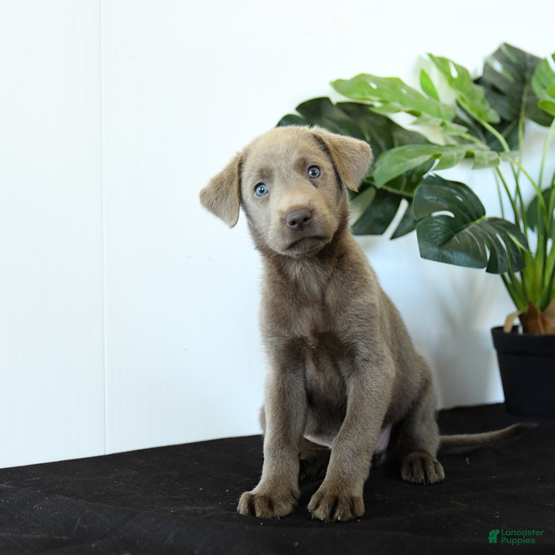Labrador Retriever dogs for sale: Phoenix - Image 8