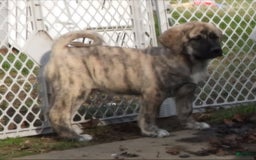 Anatolian Shepherd dogs for sale: Carly - Image 2