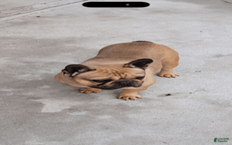 French Bulldog dogs for sale: Ben - Image 3