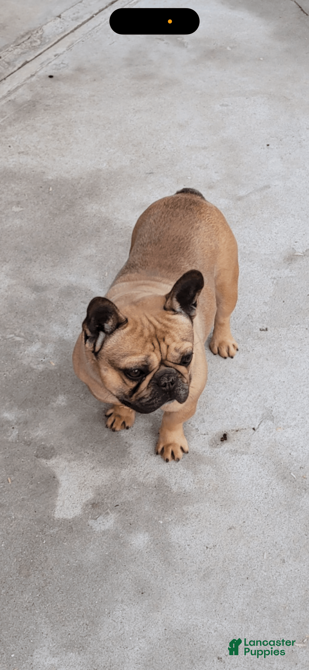 French Bulldog dogs for sale: Ben - Image 3