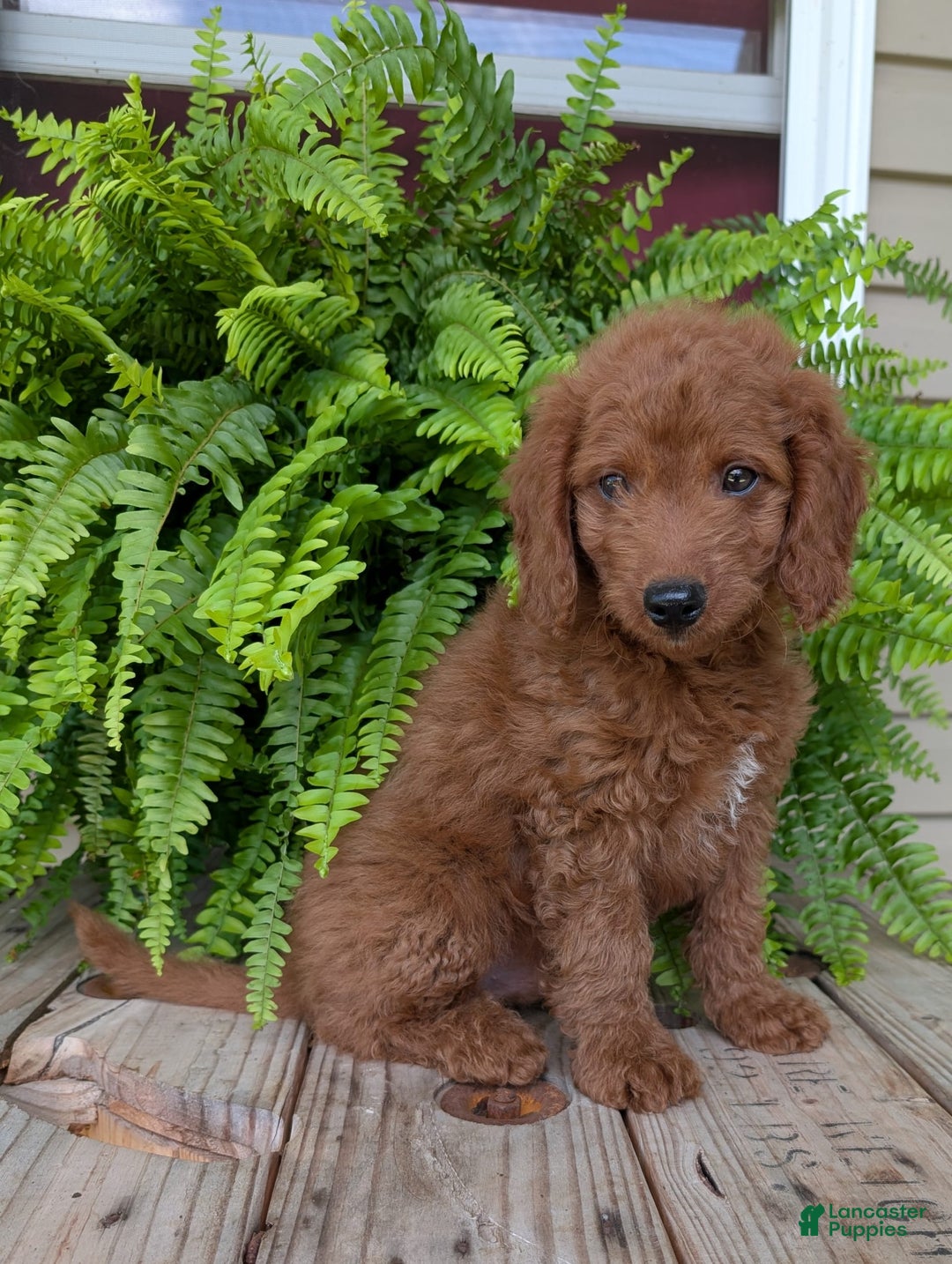 Mini Goldendoodle dogs for sale: Mini -coner - Image 6