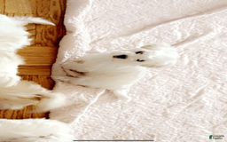 Maltese dogs for sale: Roz - Image 1