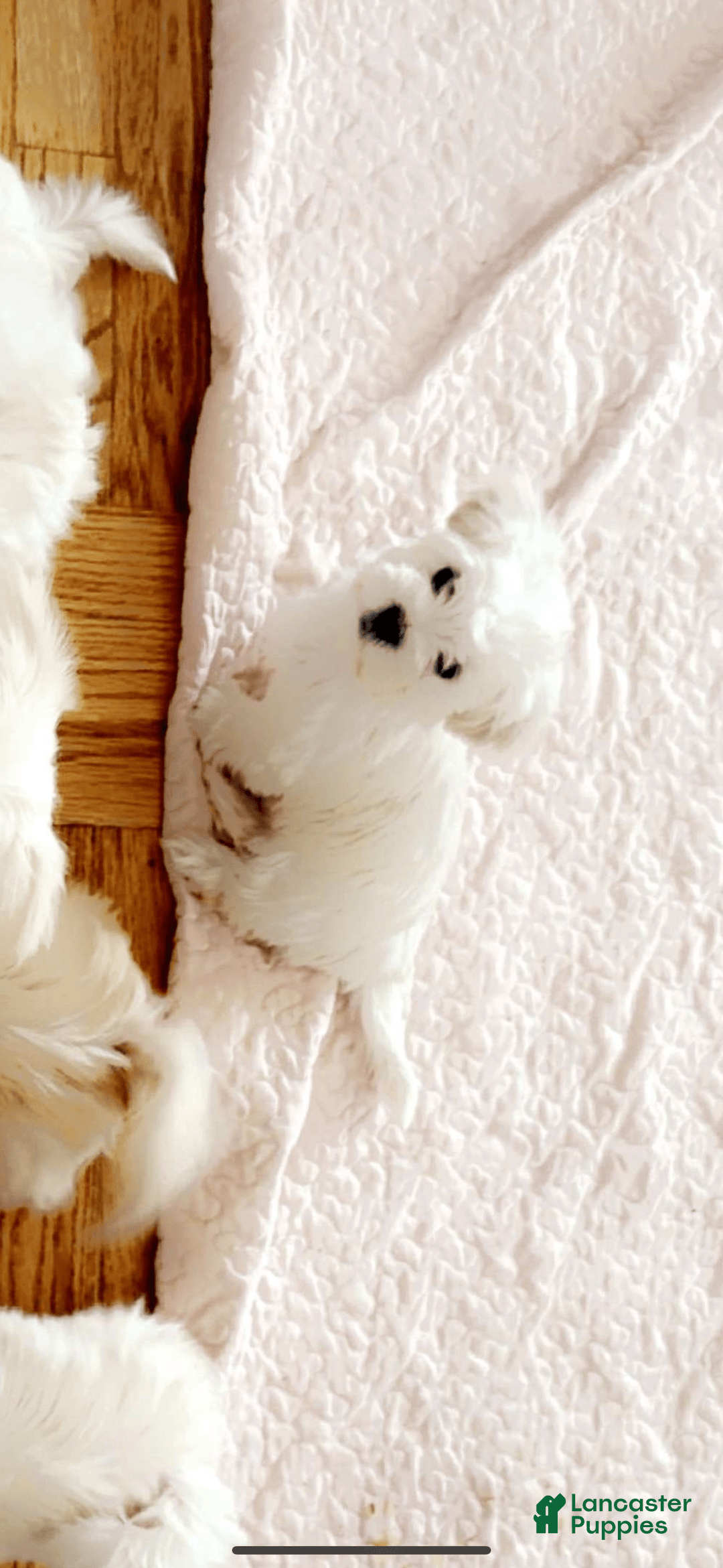 Maltese dogs for sale: Roz - Image 1
