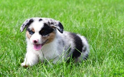 Australian Shepherd dogs for sale: Charlie - Image 4