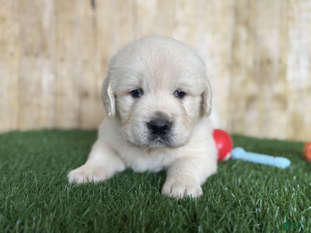 Golden Retriever dogs for sale: Bentley - Image 3
