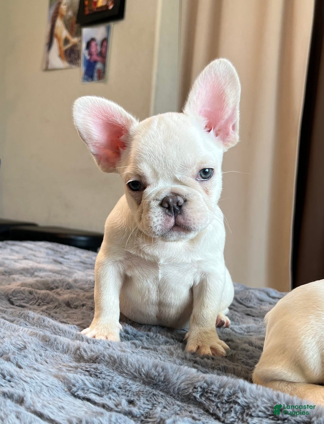 French Bulldog dogs for sale: Sunday - Image 4