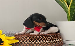 Dachshund dogs for sale: Lil Peanut - Image 32