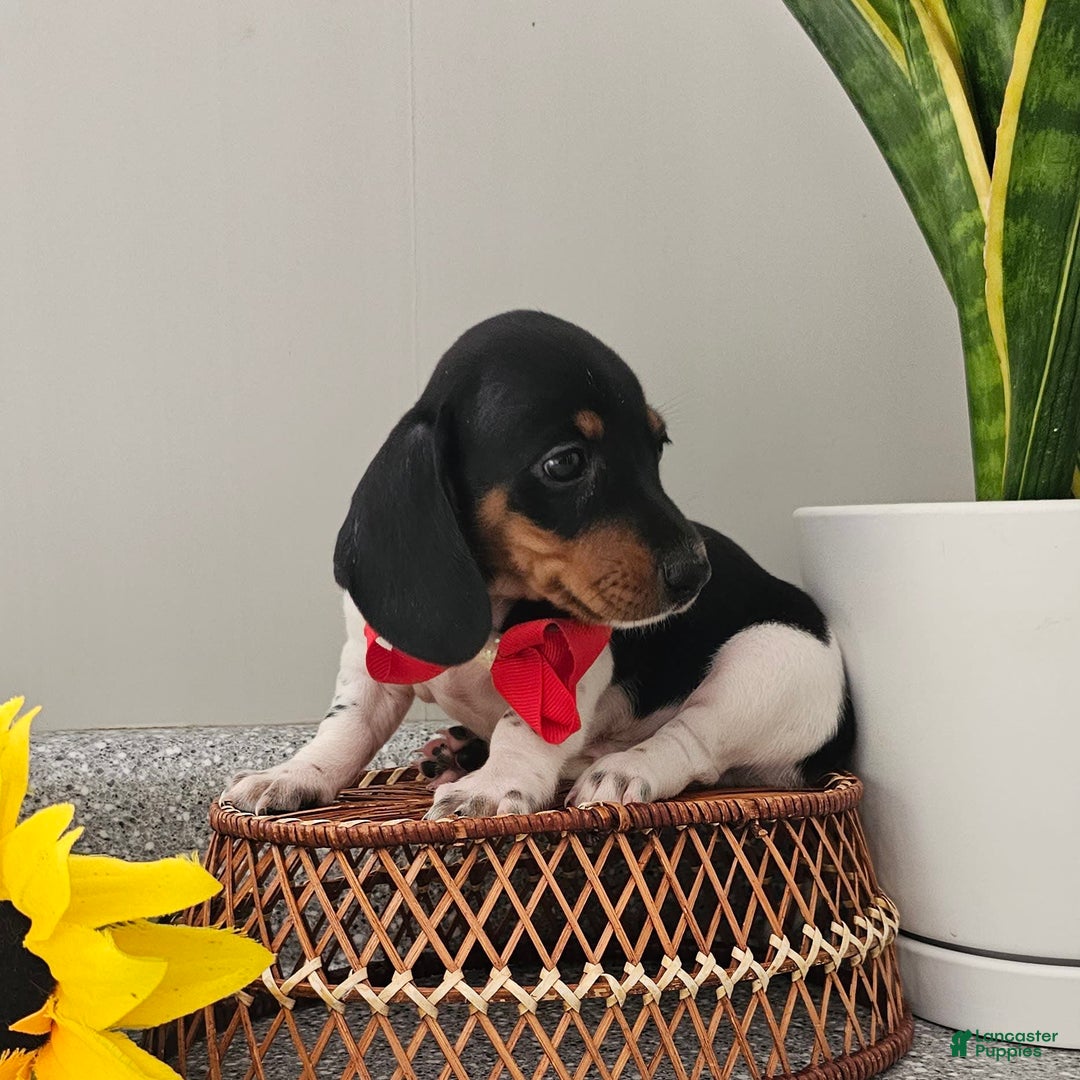 Dachshund dogs for sale: Lil Peanut - Image 32
