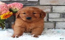 Golden Retriever dogs for sale: Jasper - Image 3