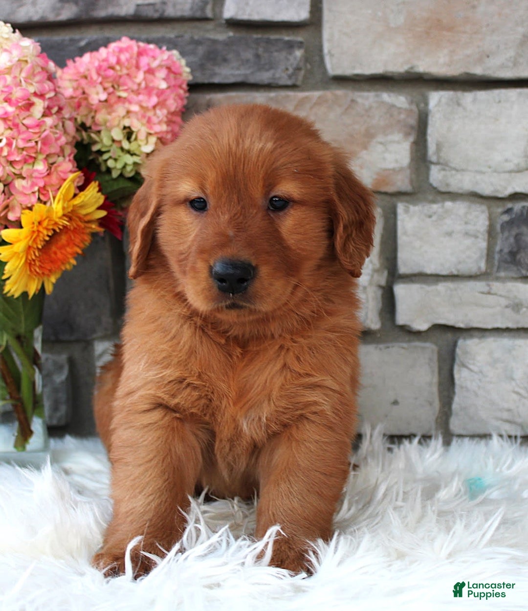 Golden Retriever dogs for sale: Jasper - Image 3