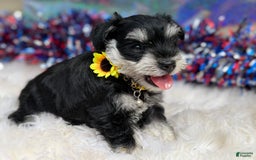 Miniature Schnauzer dogs for sale: BELLA - Image 9