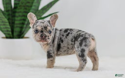 French Bulldog dogs for sale: Garth - Image 9