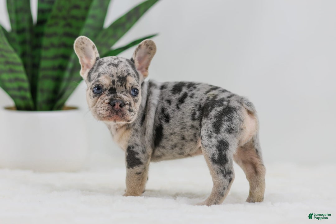 French Bulldog dogs for sale: Garth - Image 9