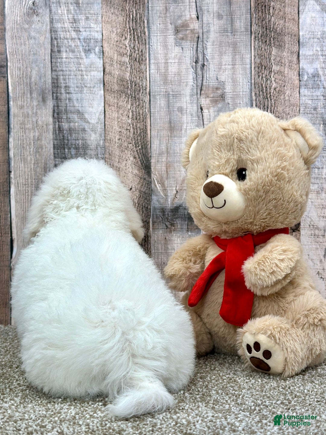 Bichon Frise dogs for sale: Bacon - Image 2