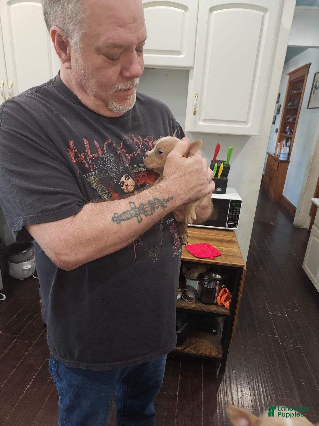 American Bully dogs for sale: Delila - Image 11