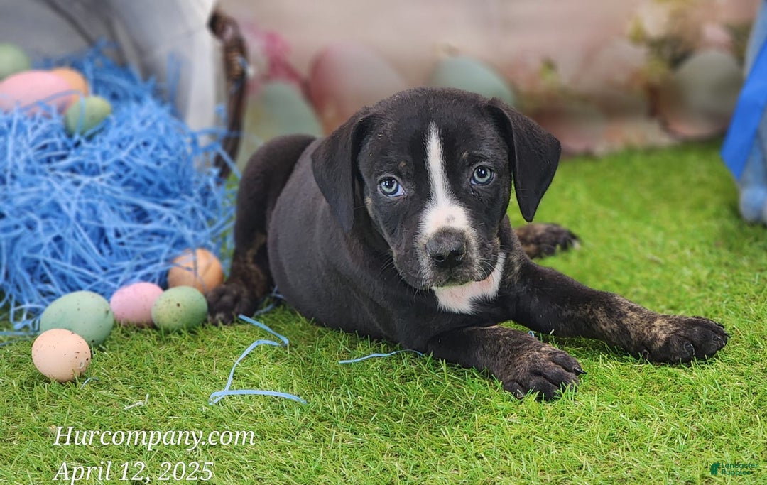 Catahoula Leopard Dog dogs for sale: Juliet 2025 M4 Catahoula Puppy - Image 12